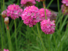 Armeria maritimaEngels gras bestellen